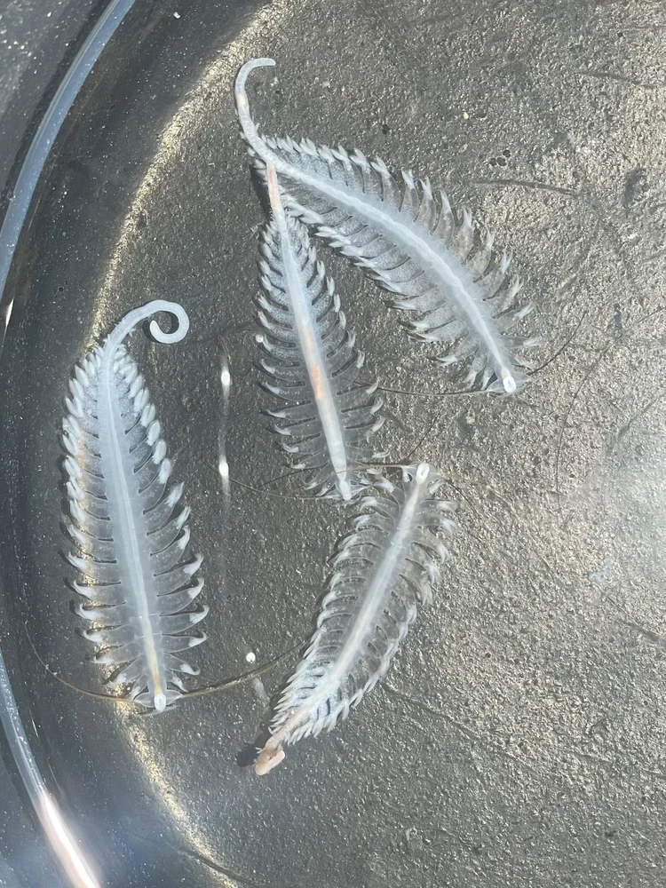 Plankton — Gulf Of Maine, Inc. | Marine Life Specimens